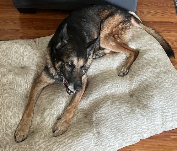 K9 Barry